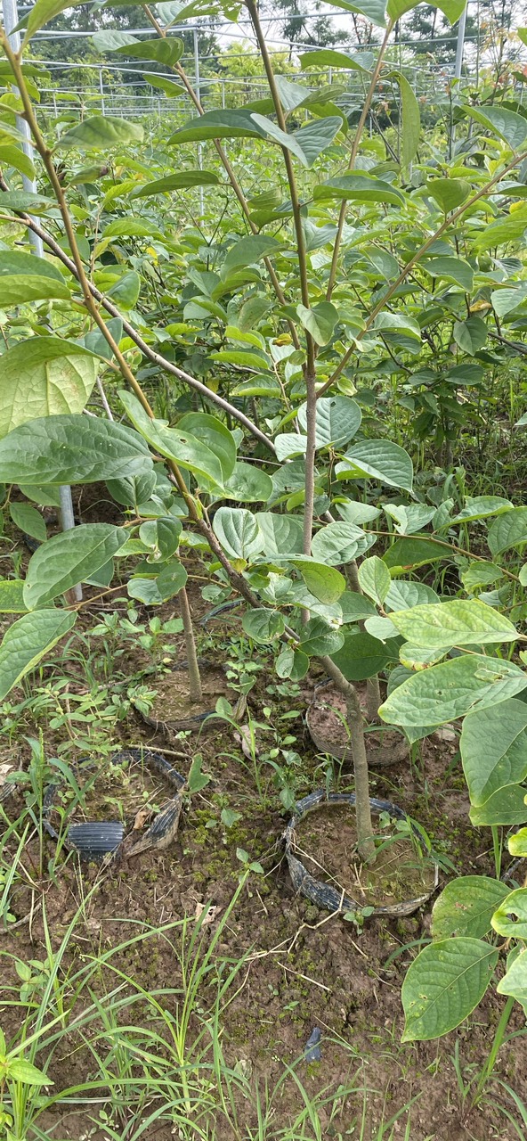 CÂY HỒNG GIÒN TO NHIỀU KÍCH CỠ